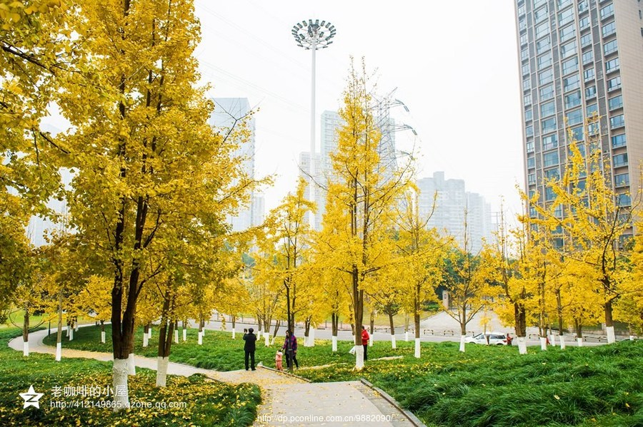 重庆的秋天---你也可以美得这样不要不要的