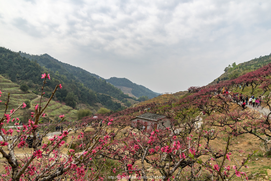 翁源李洞村桃花)