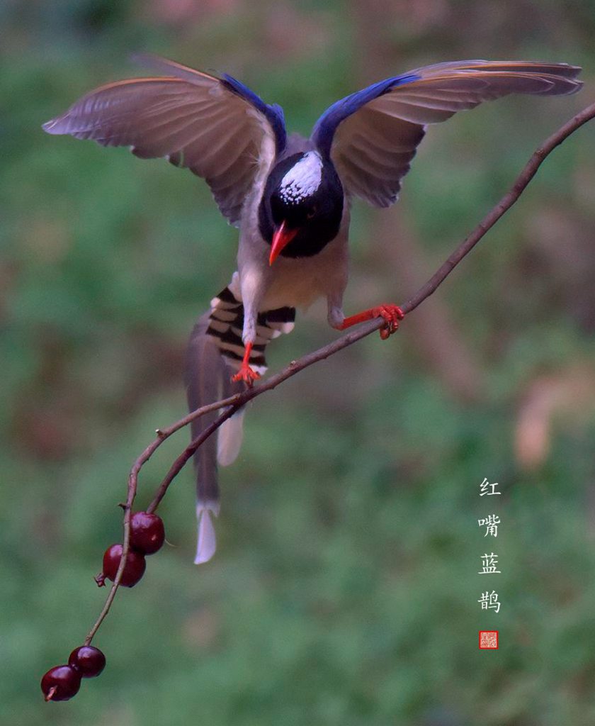 红嘴蓝鹊鸟