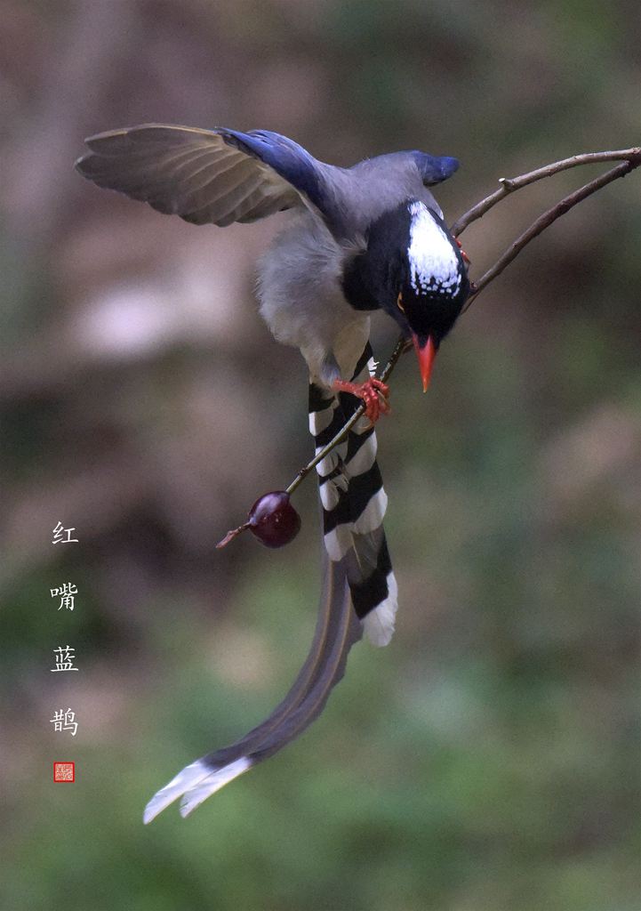 红嘴蓝鹊鸟