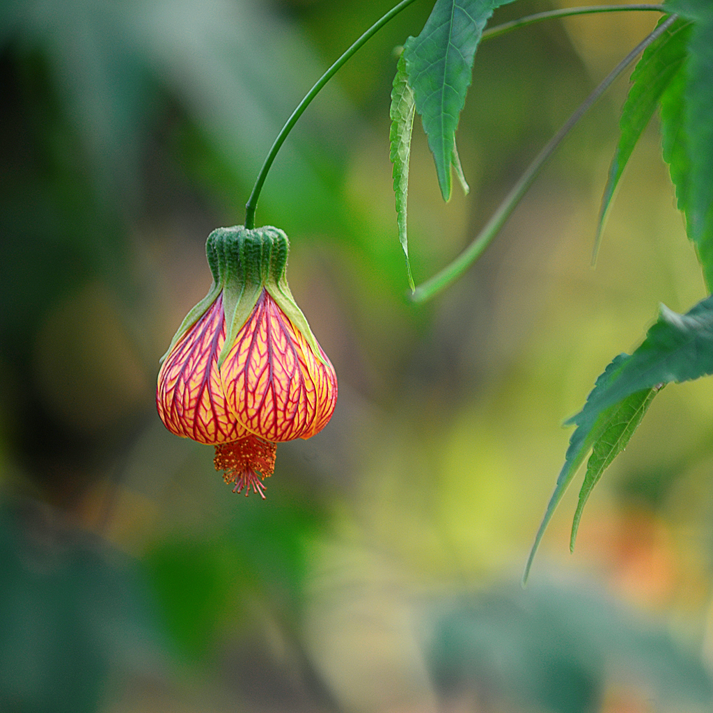 纹瓣悬铃花