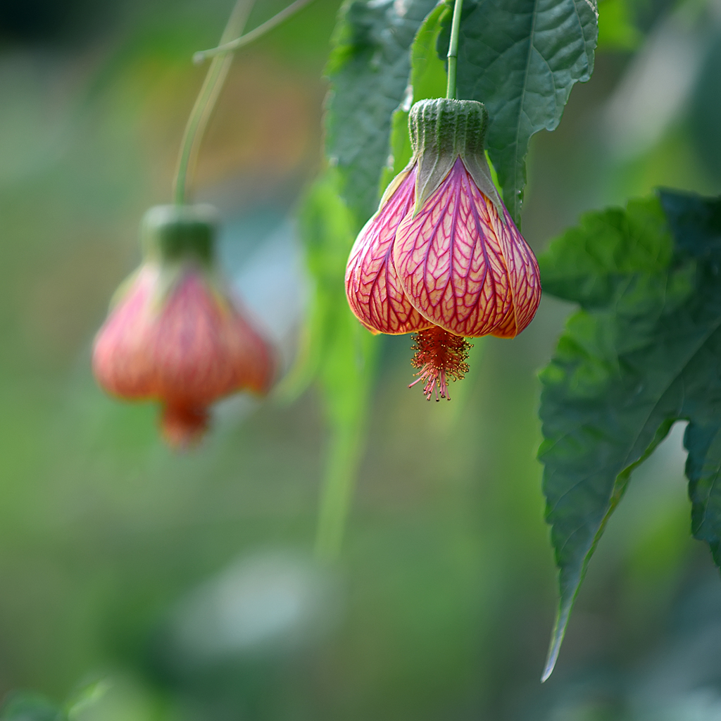 纹瓣悬铃花