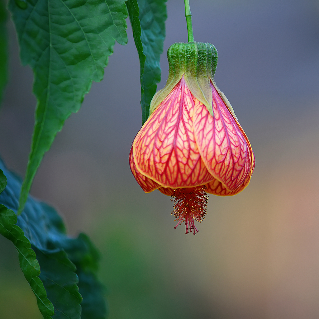 纹瓣悬铃花