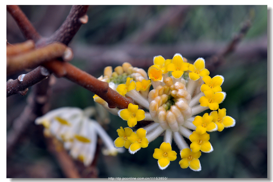 结香花