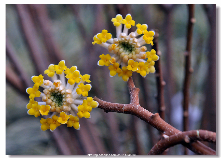 结香花