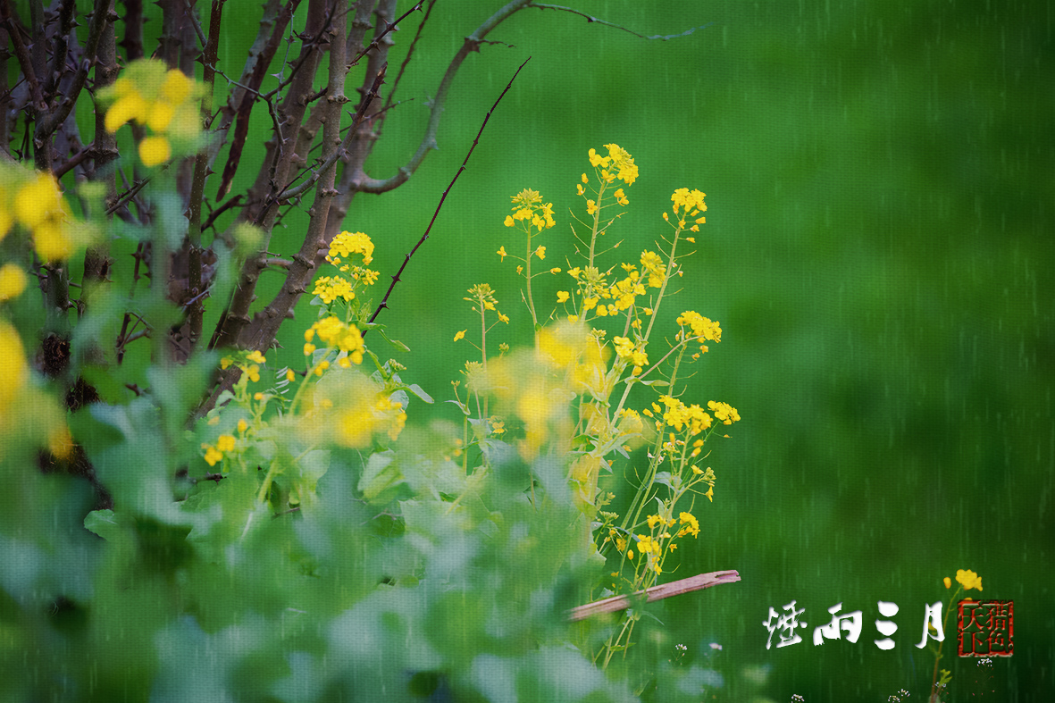 烟雨三月