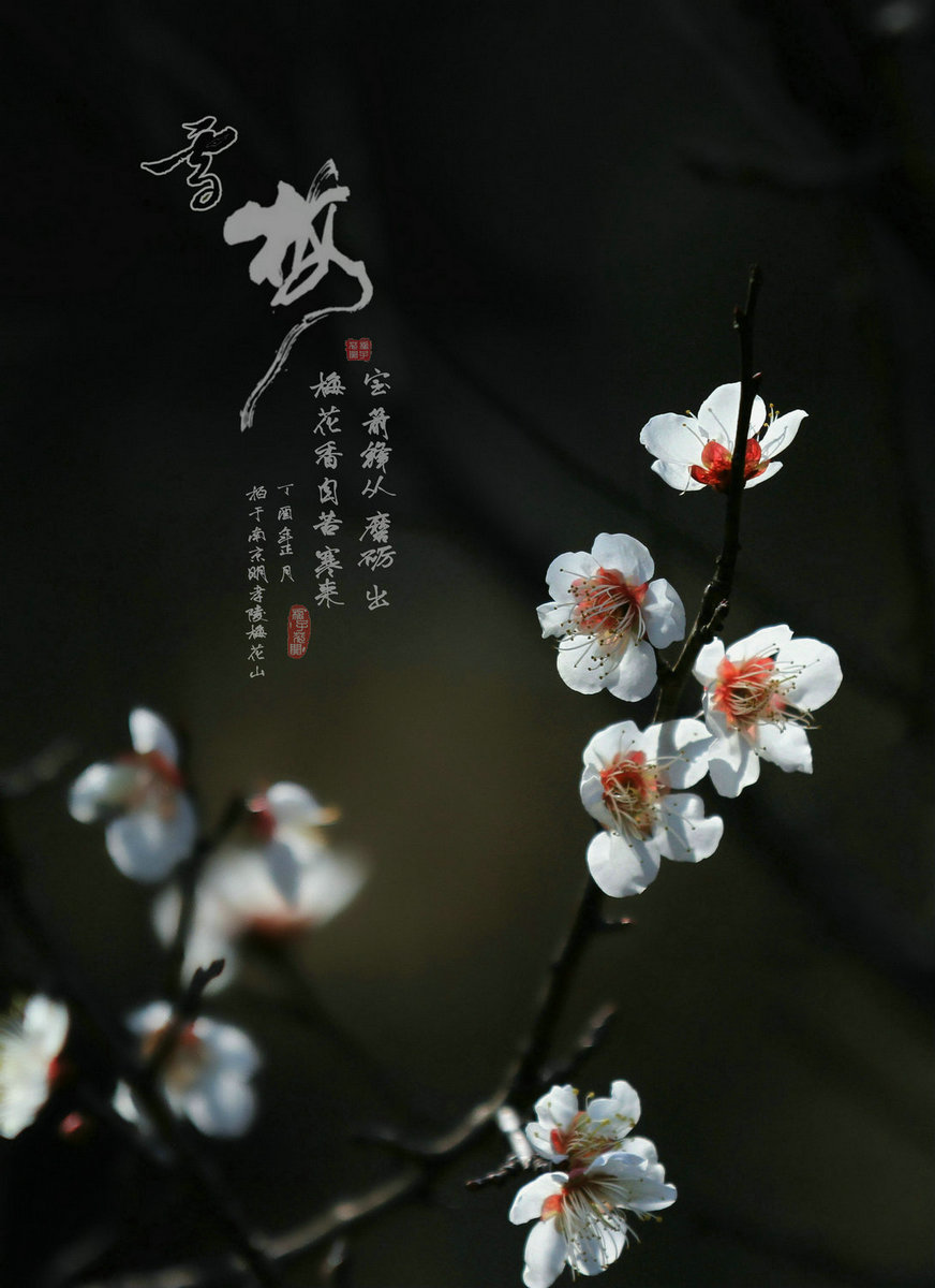 南京梅园拍梅花
