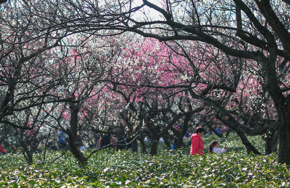南京梅园拍梅花