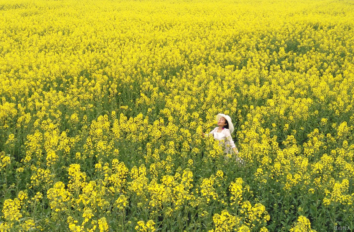 美女爱上油菜花(二)