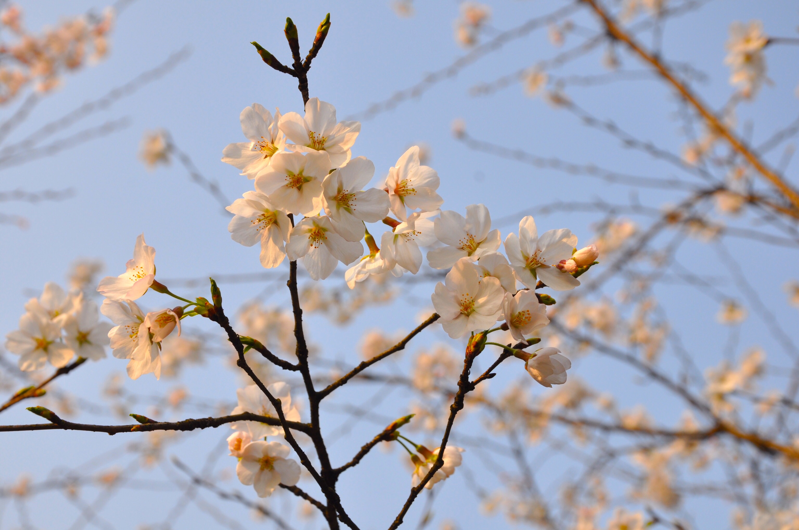 春暖花开