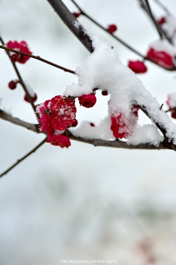 傲雪红梅