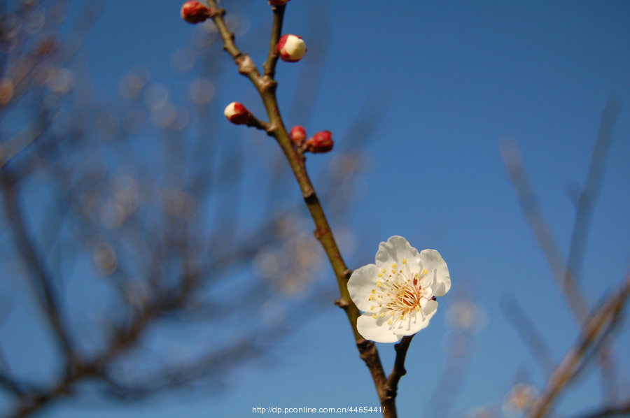 3月梅花
