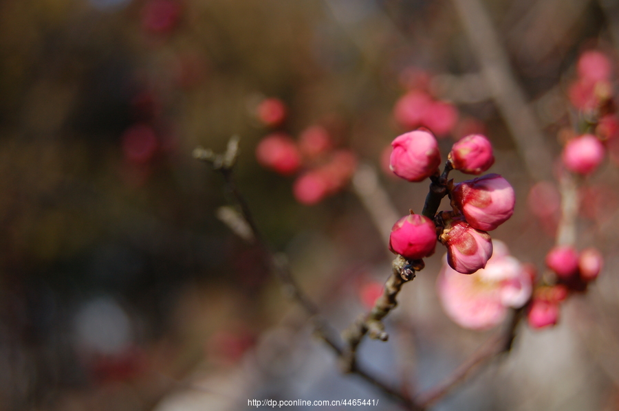3月梅花