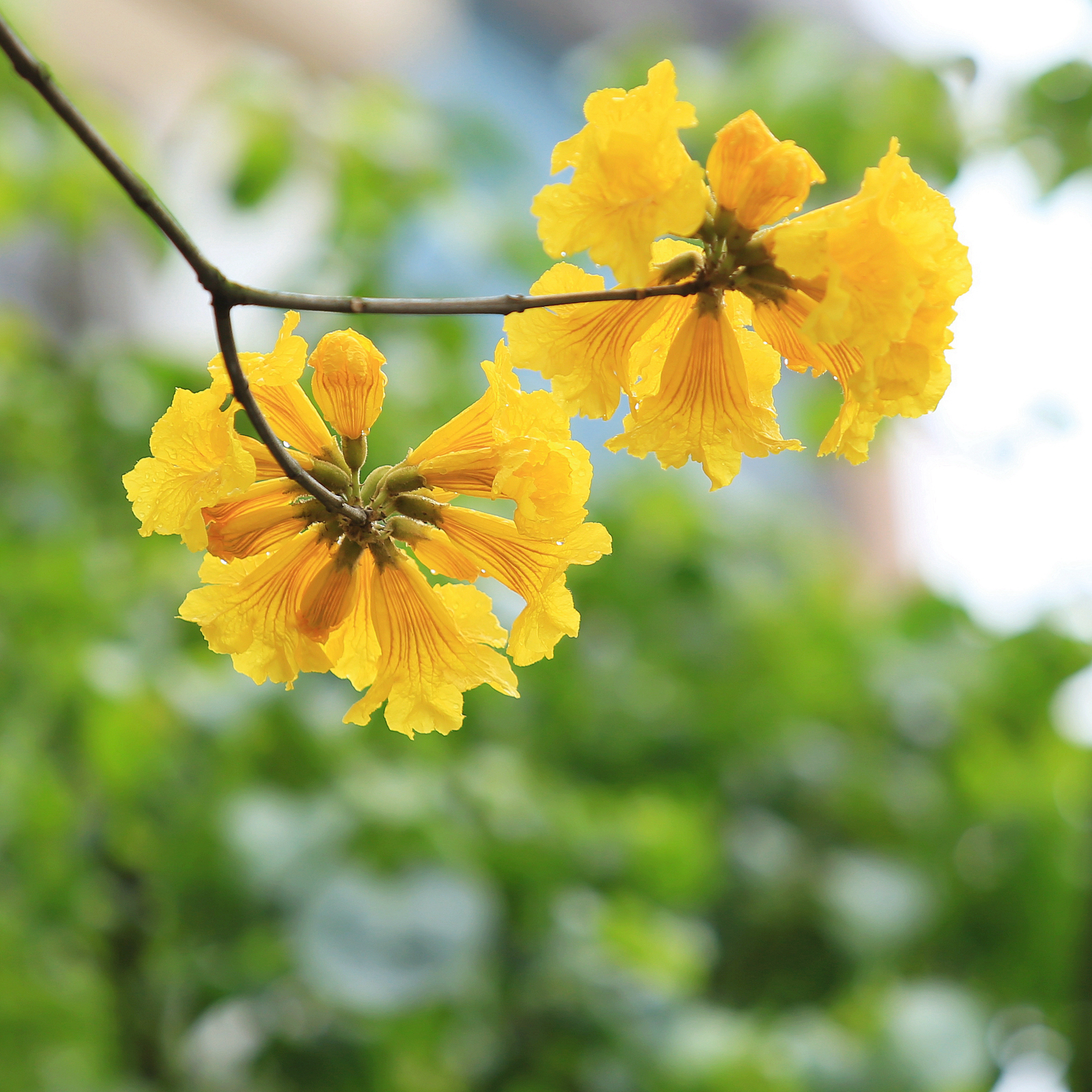 黄花风铃木