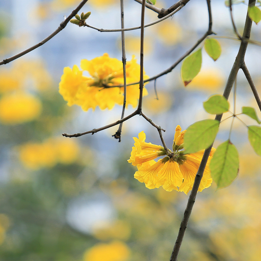 黄花风铃木