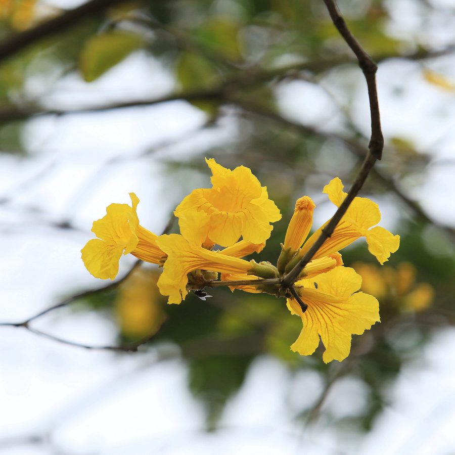 黄花风铃木
