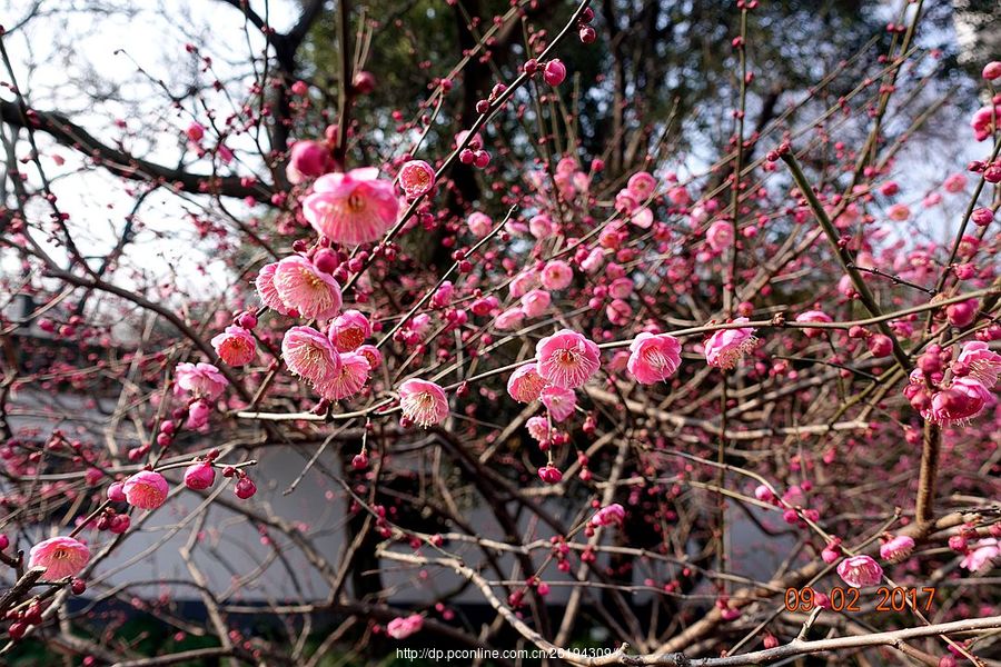 上海鲁迅公园的梅花