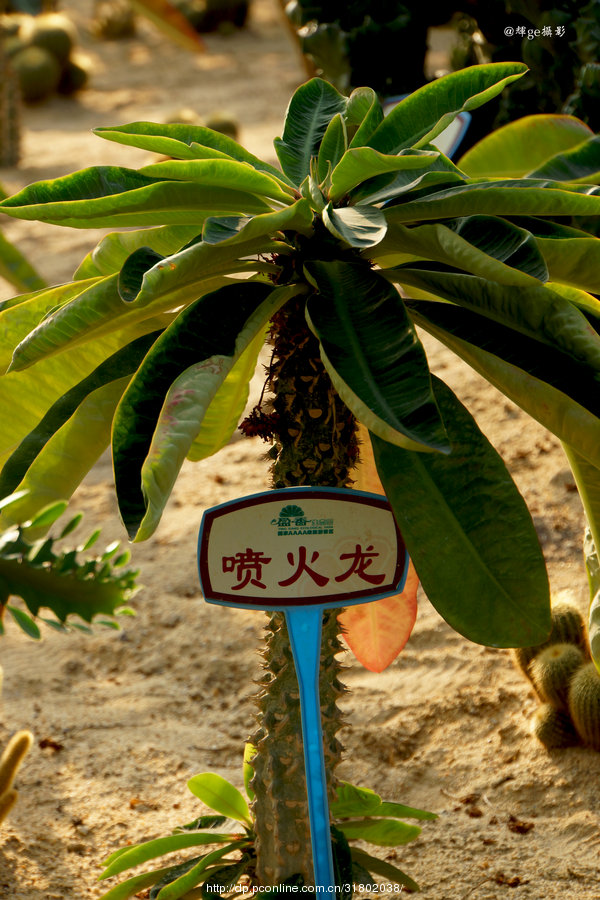 喷火龙