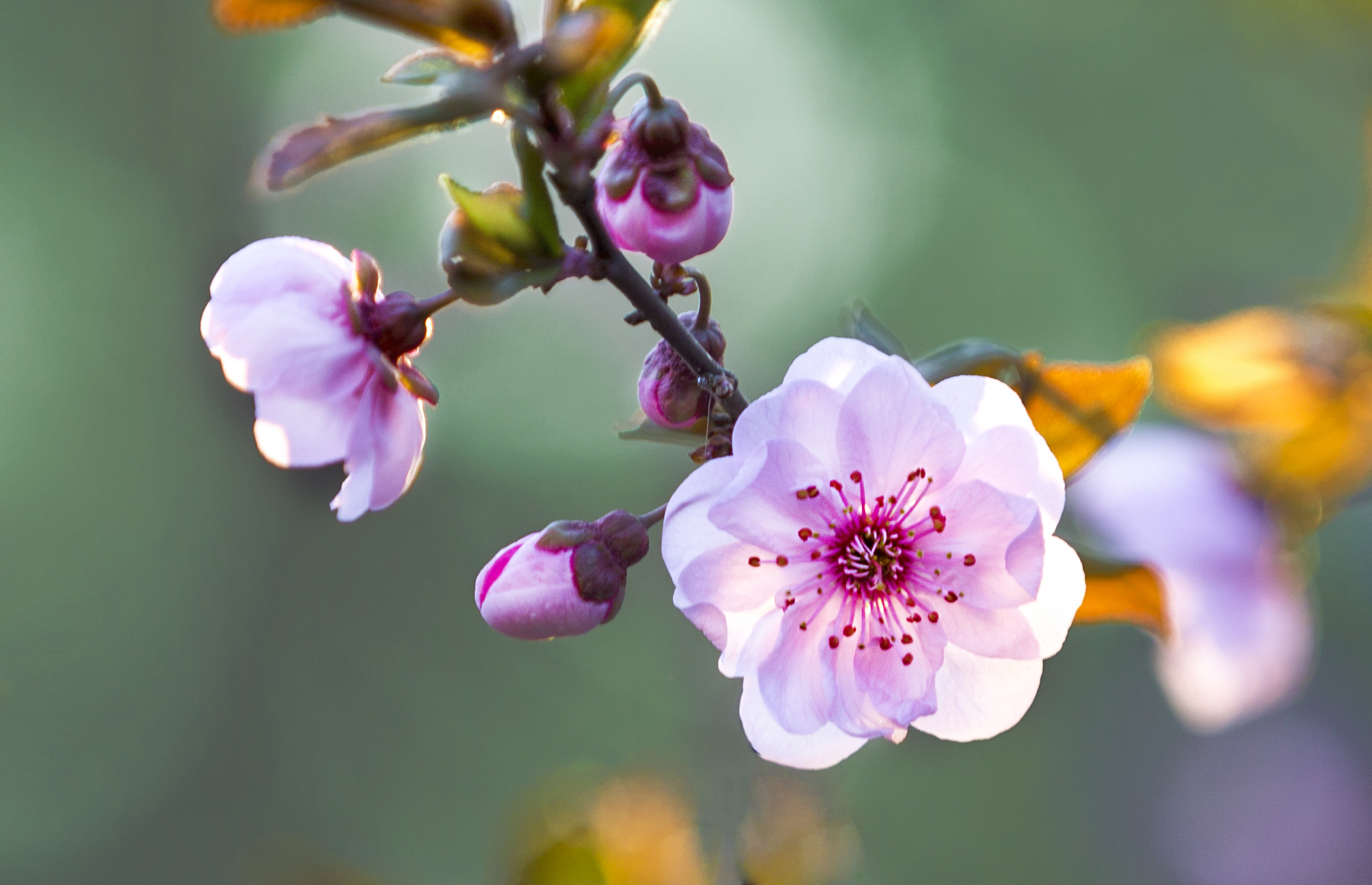 春暖花开