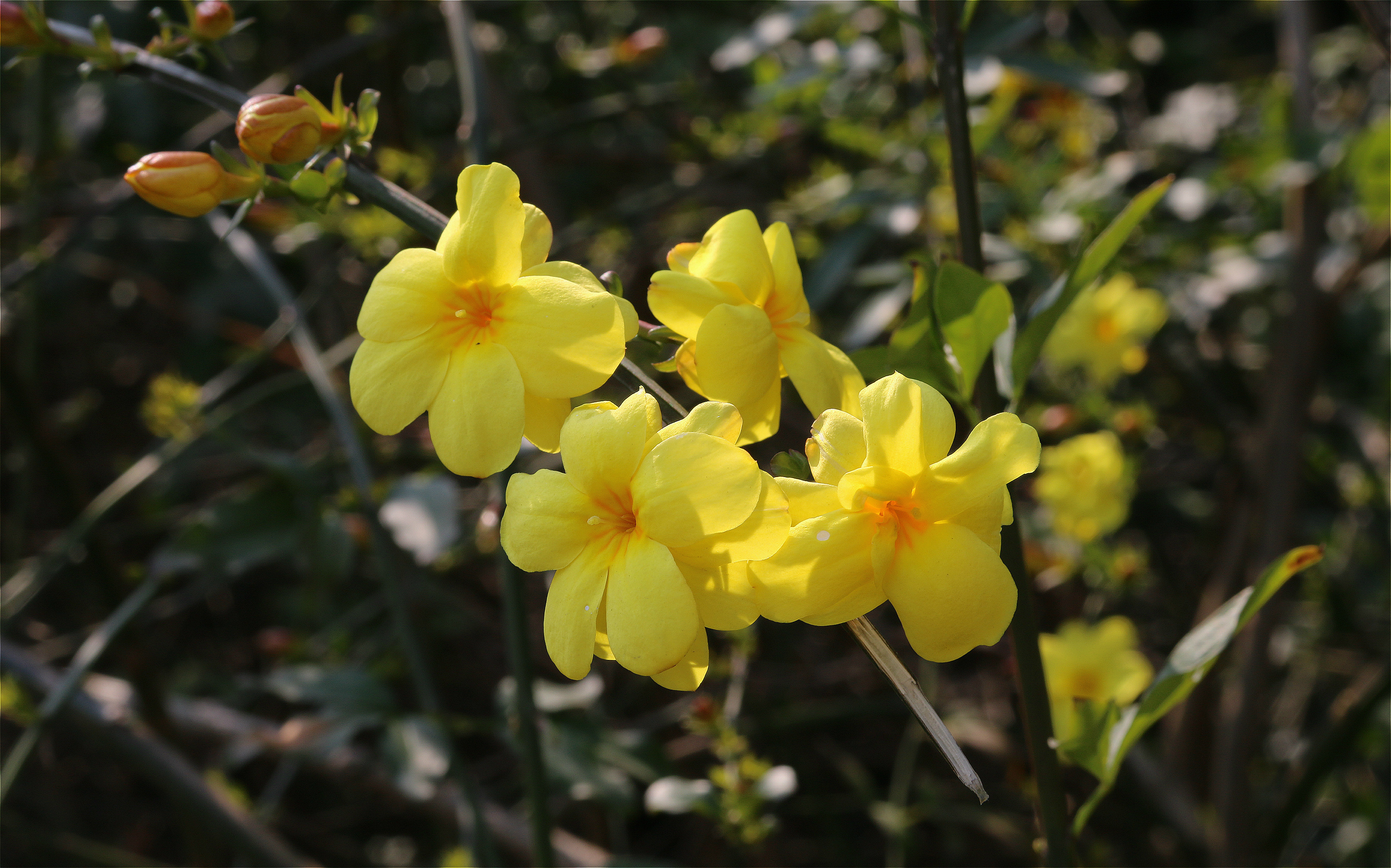 迎春花