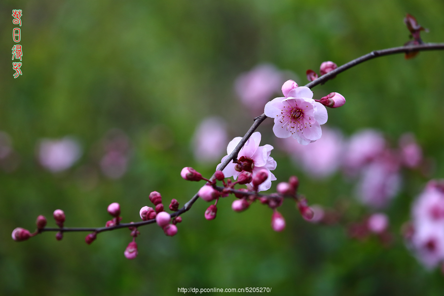 春日寻芳