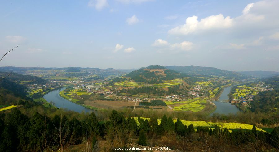 菜花香飘大回湾