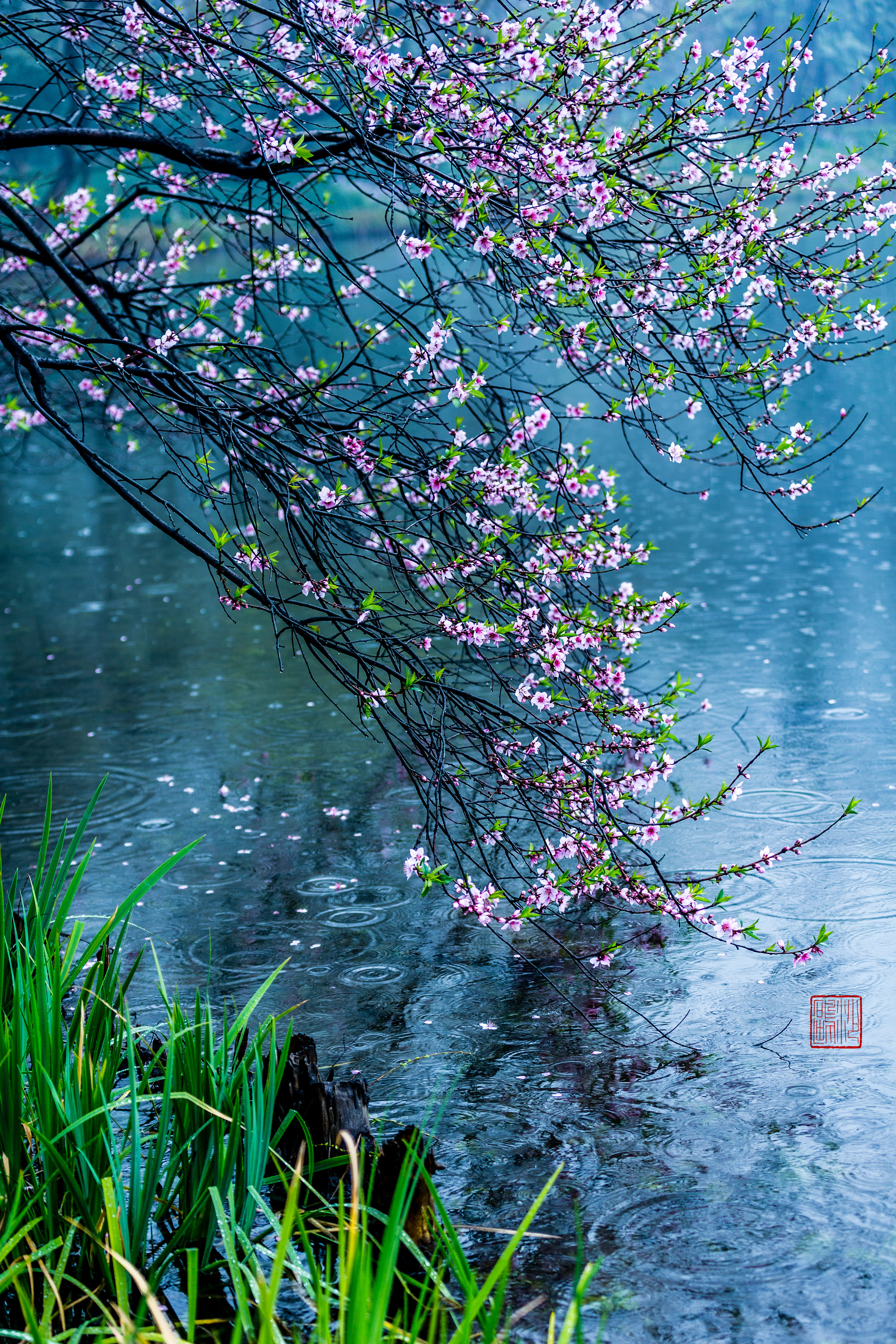 烟雨桃花