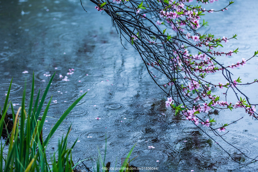 烟雨桃花