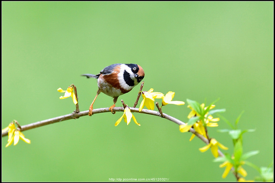 black-throatedbushtit)是雀形目长尾山雀俗名尾黄金属的山雀,科长小做梦梦到鸟类蟒被我杀死图片