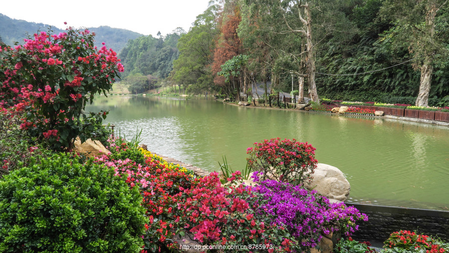 南国撷英-深圳仙湖植物园(续)