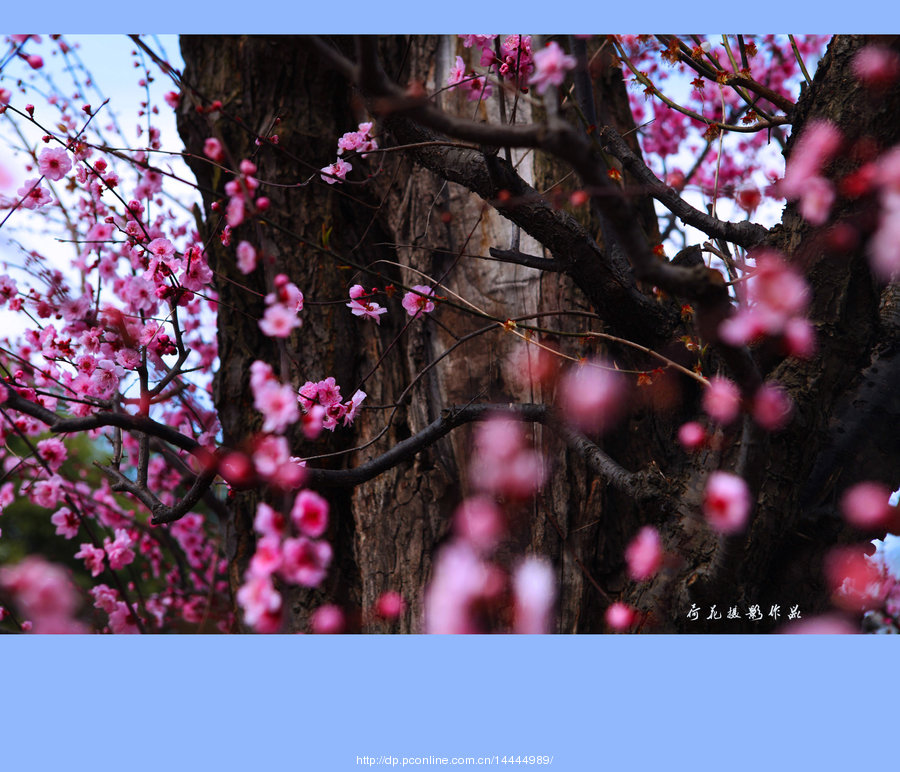【香飘云天外摄影图片】武汉东湖梅园生态摄影