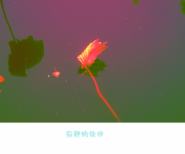 寂静的旋律之残荷