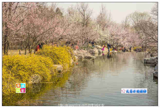 北京植物园桃花开了 (共 4 p)