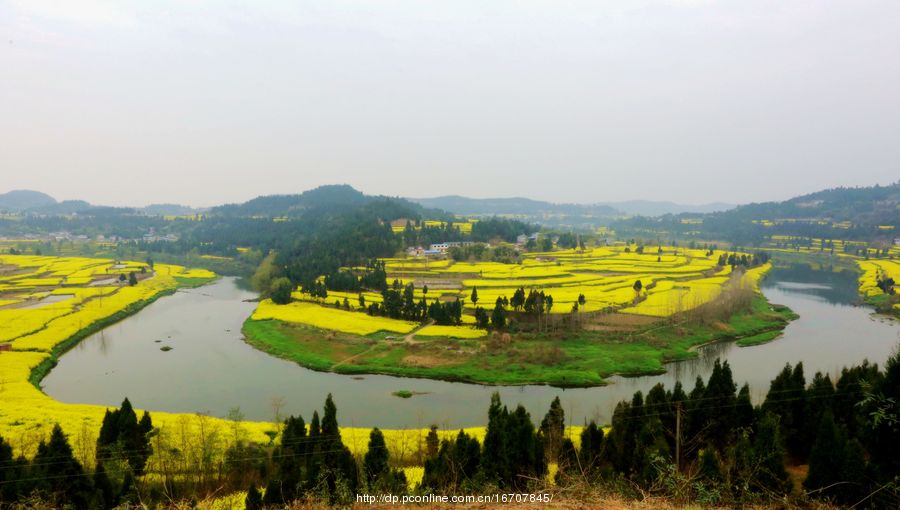 菜花香飘大回湾