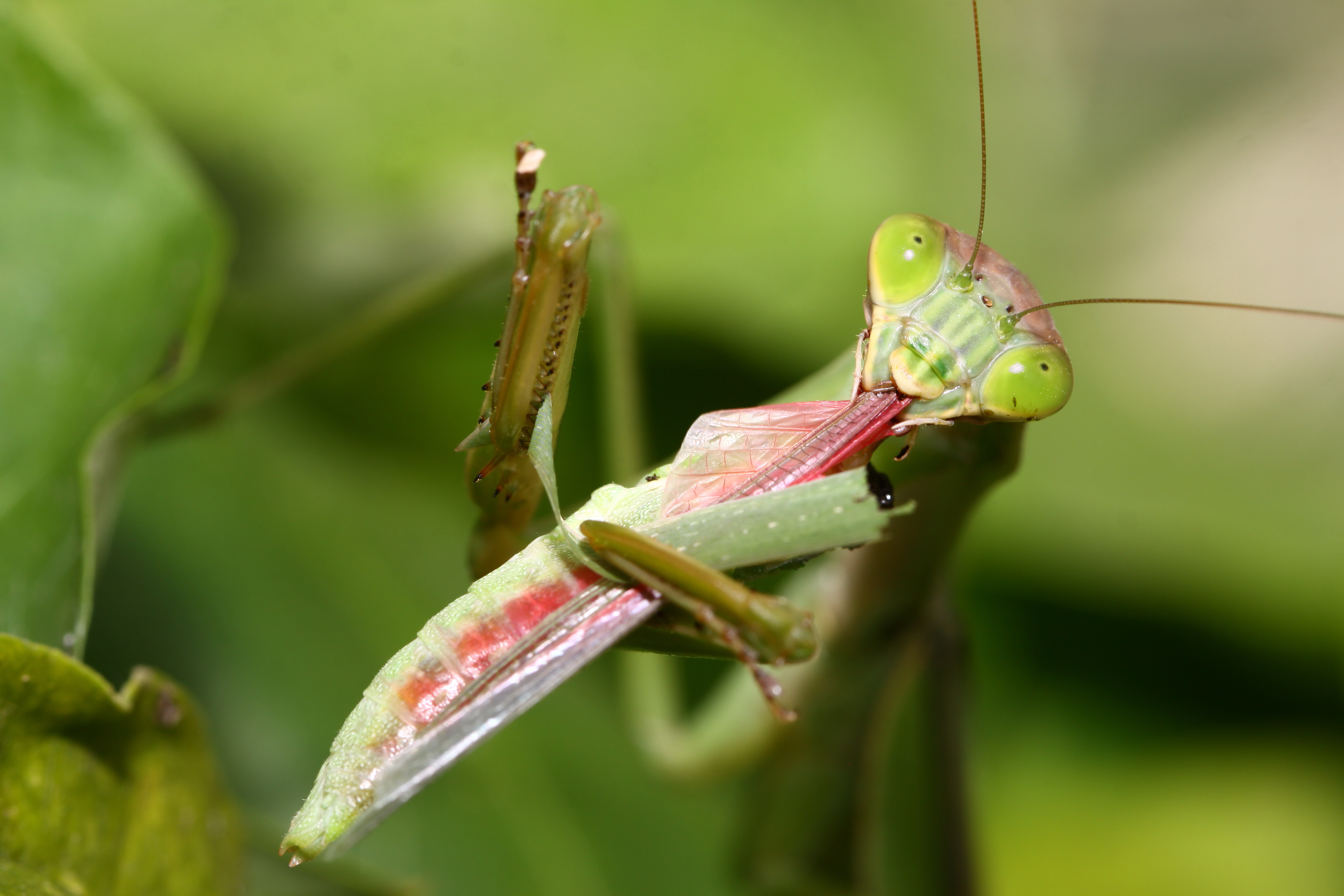 螳螂怎么孵化小螳螂-几十个刚孵出来的小螳螂怎么养？？？_补肾参考网
