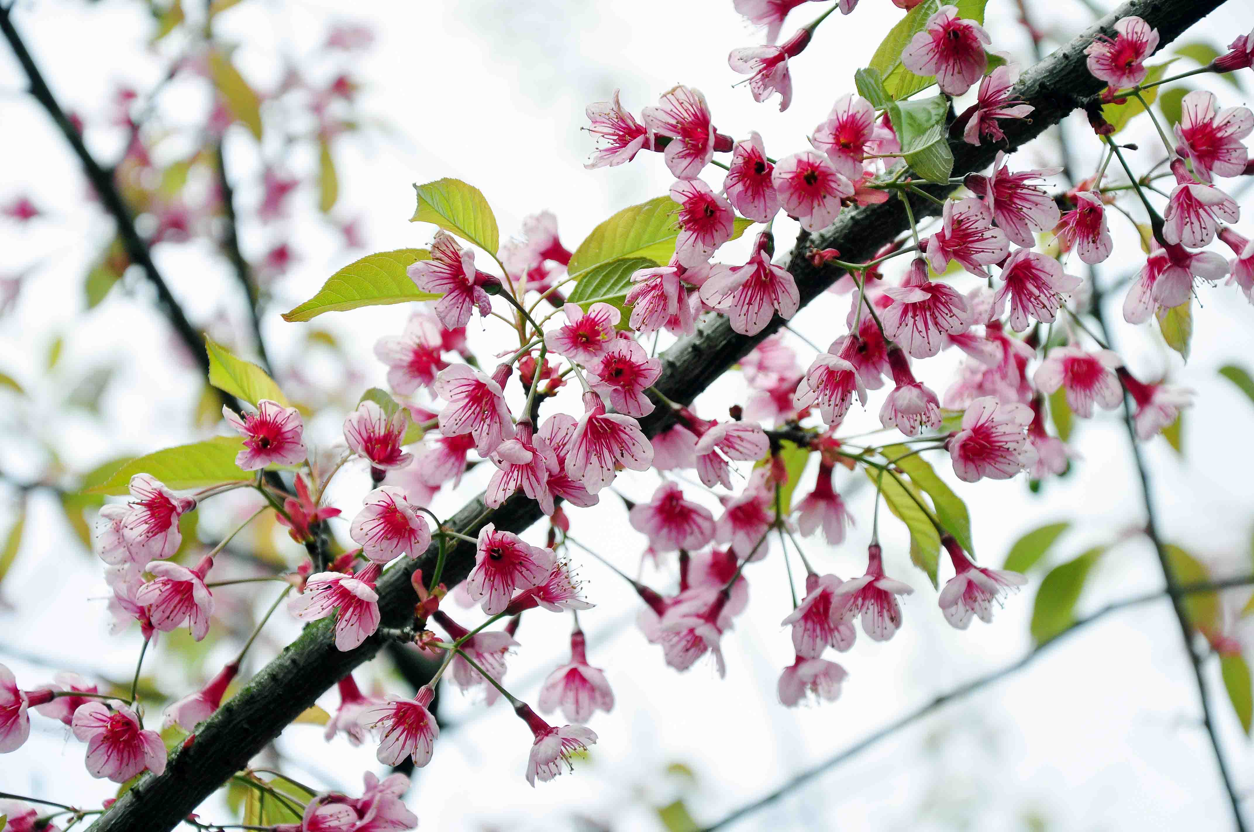 春日樱花