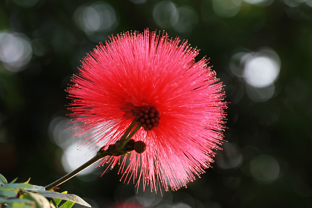 朱缨花