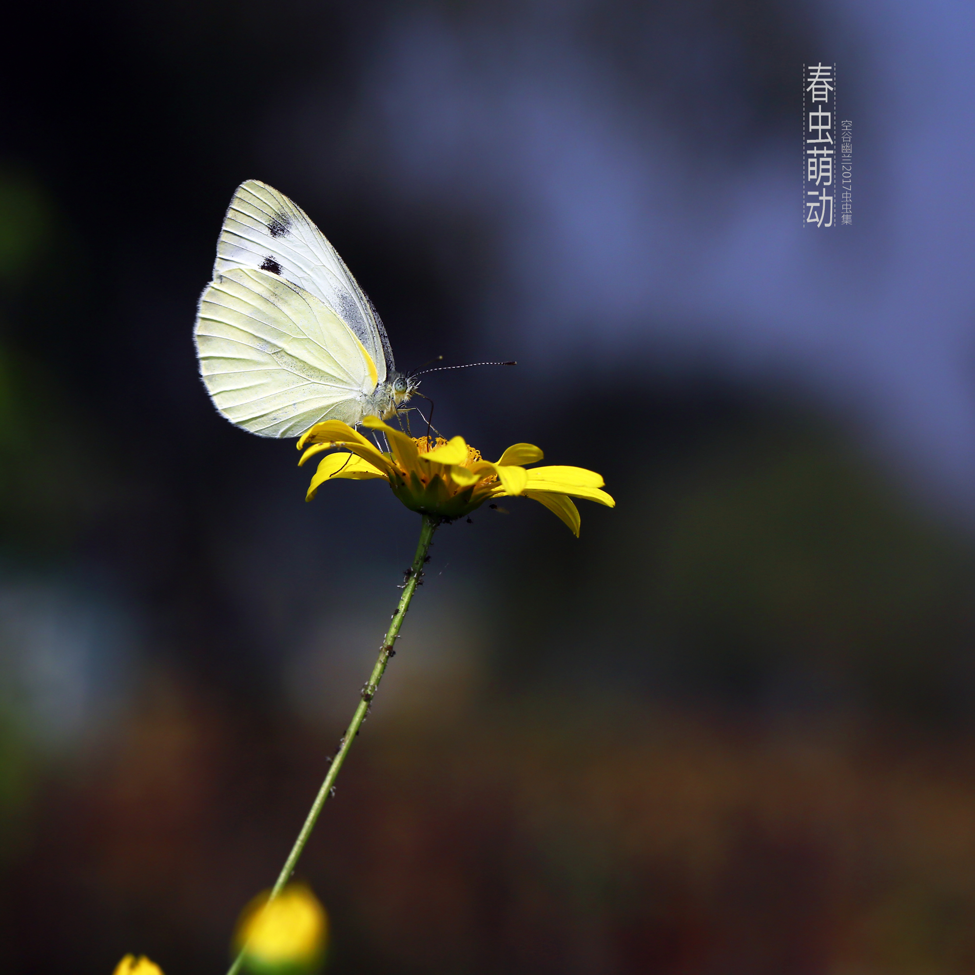 春虫萌动2017虫虫集