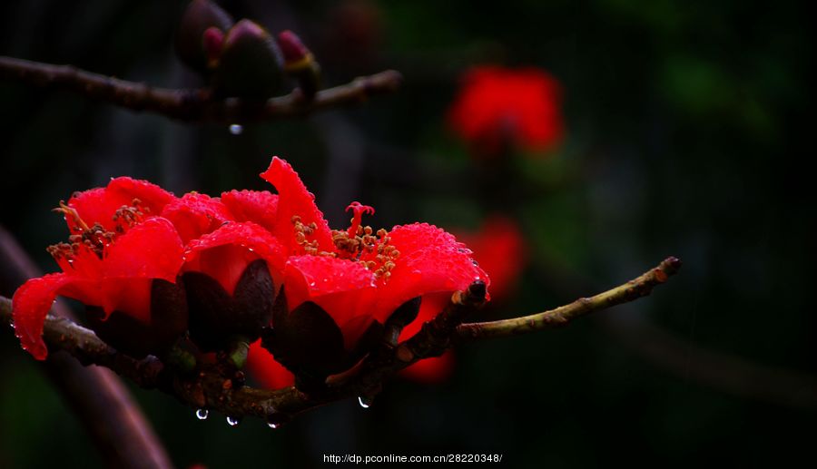 雨中红红的木棉花