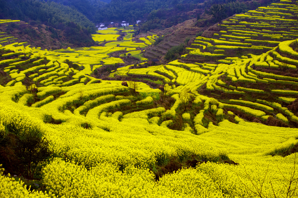 江西婺源油菜花