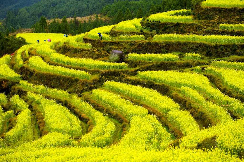 江西婺源油菜花