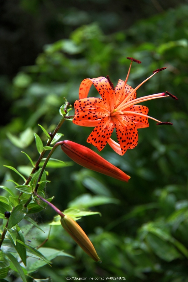 野百合花