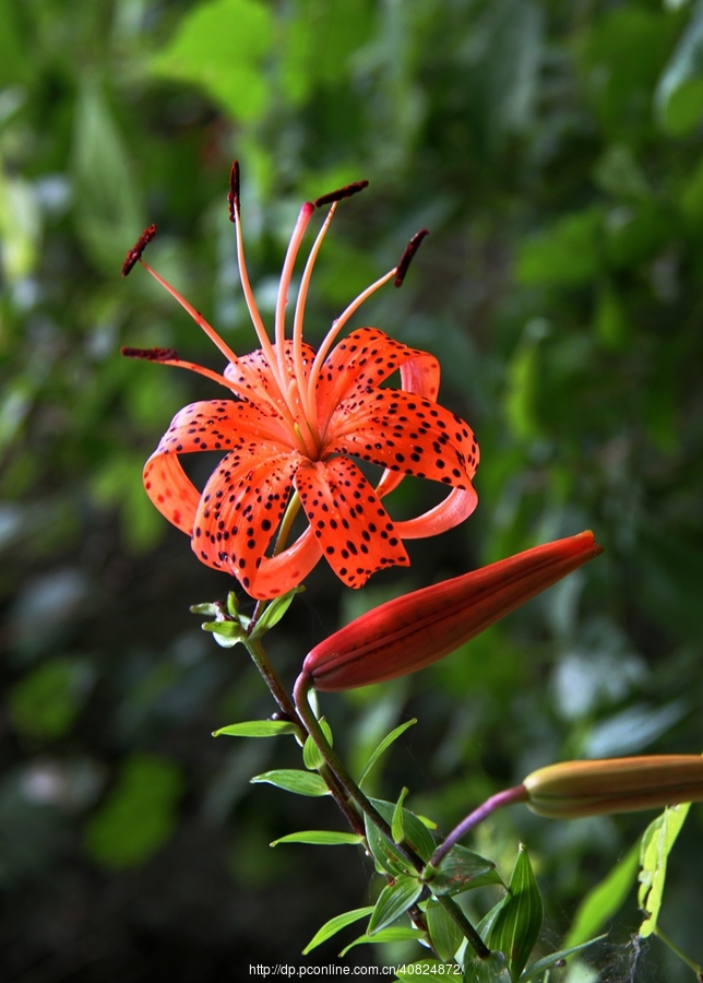 野百合花