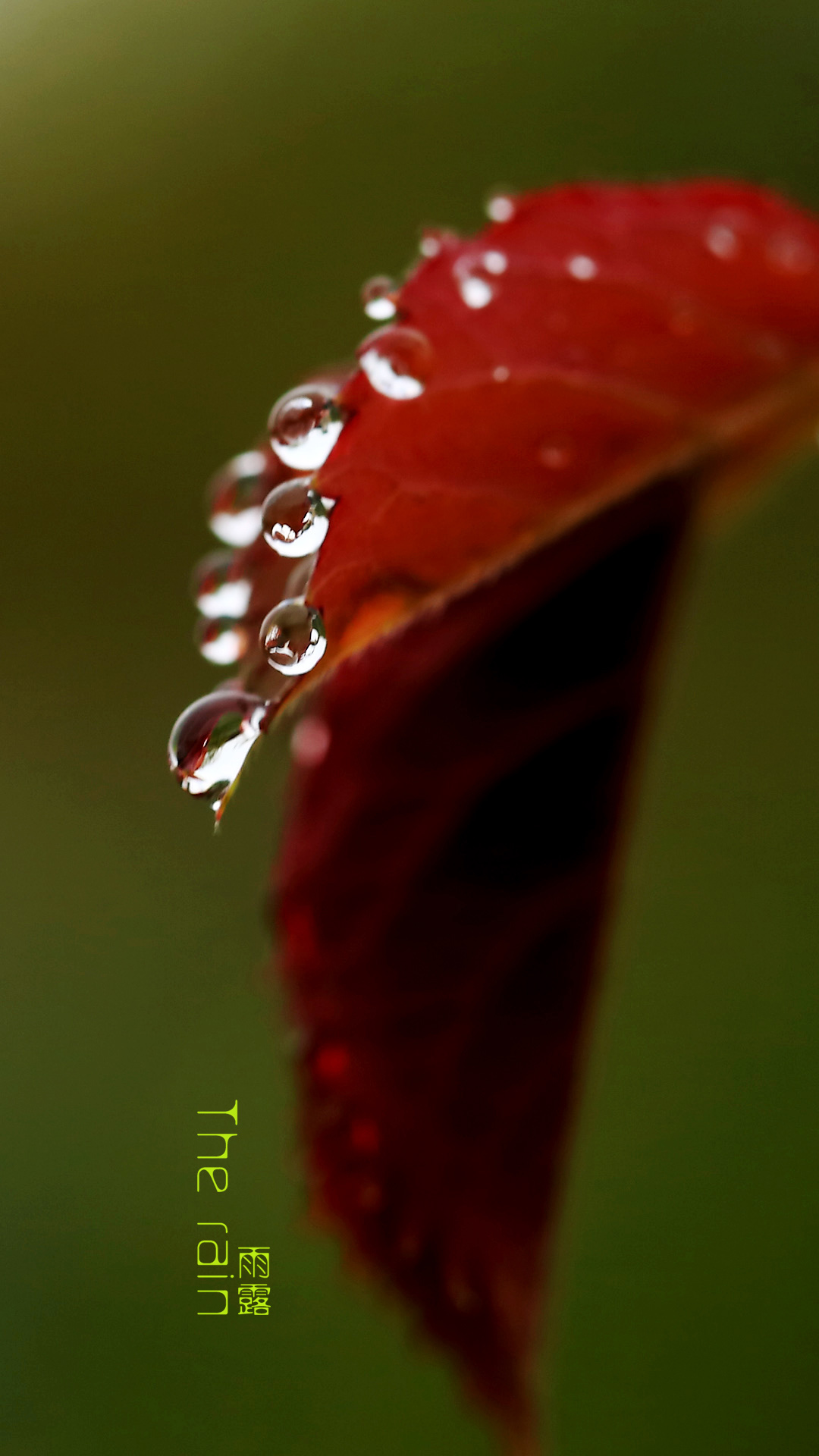 【雨露摄影图片】生态摄影_阳光洒落_太平洋电脑网