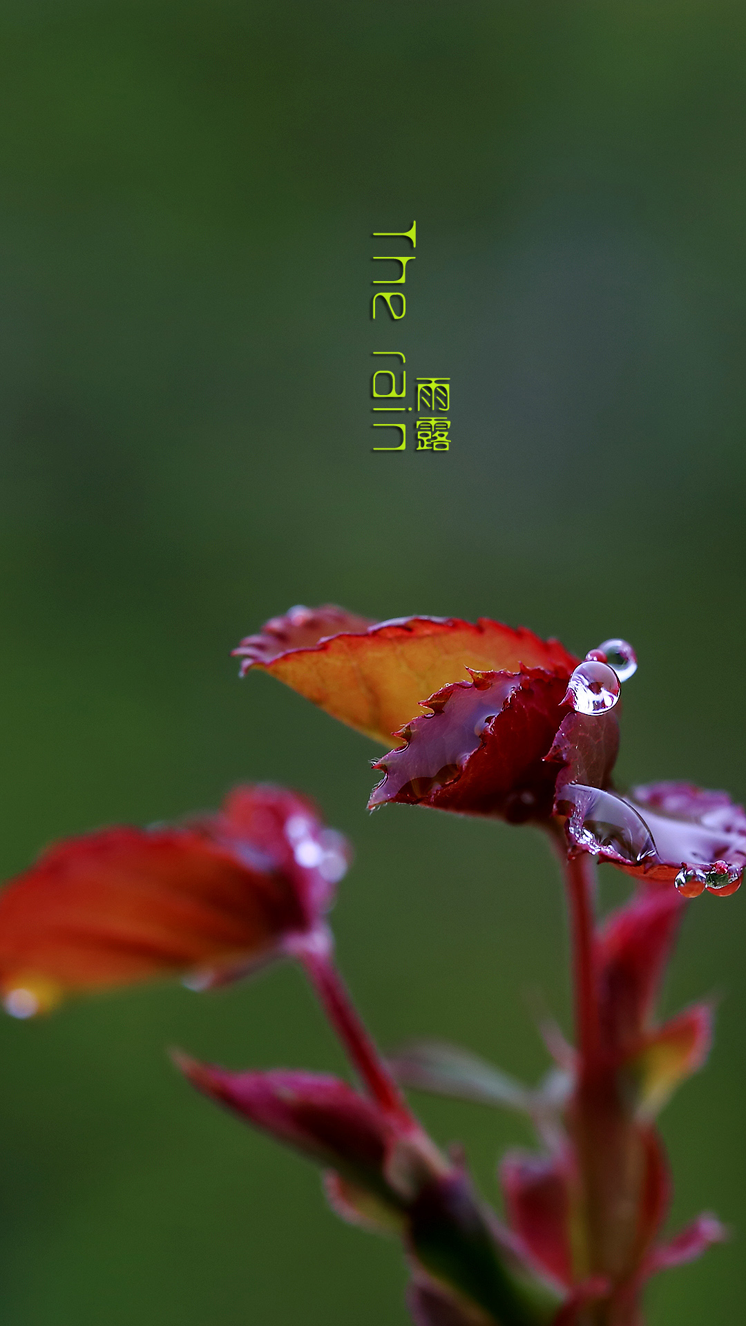 雨露