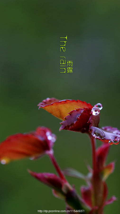 雨露