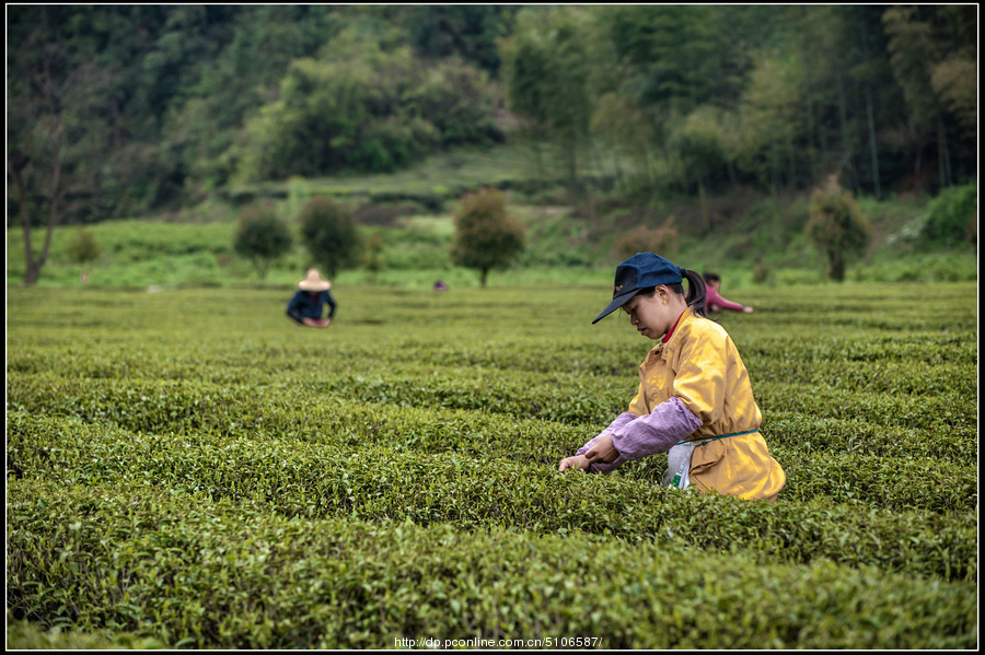 采春茶