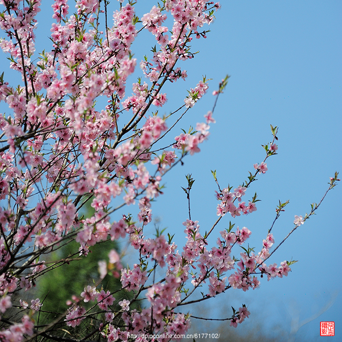 春分过后,田野已满是生机,处处桃红柳绿,一派春天的景 .