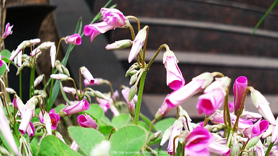 花开花谢变化无常