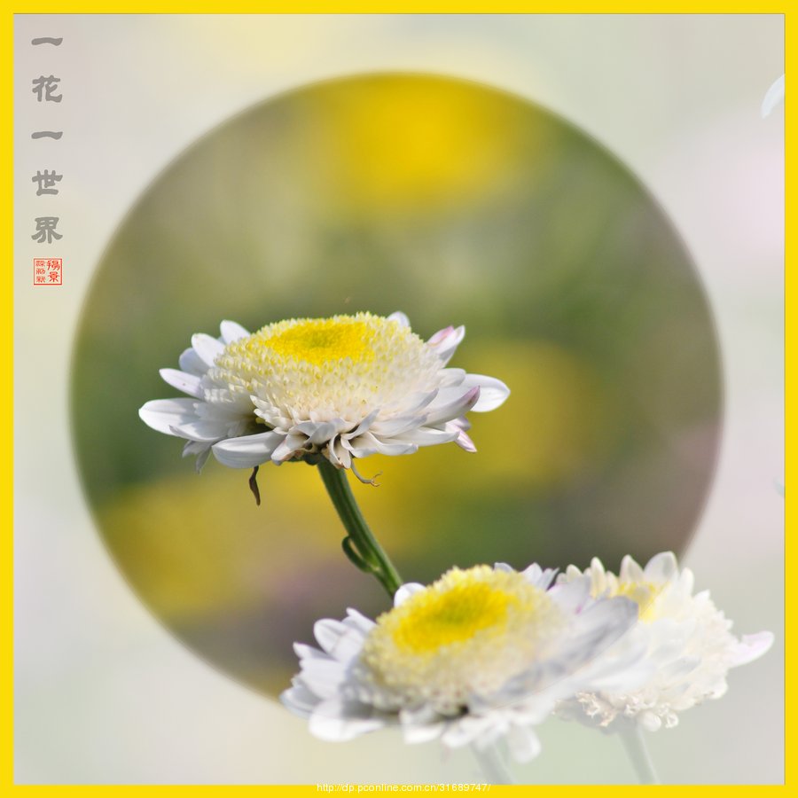 《一花一世界》
